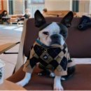 멍푸치노 이미지