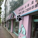 풍암동 애견미용 말티푸 가위컷 후기!
