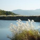 일지춘(한국 하이쿠 3-7) 철새 노 젓네/ 반산 한상철 이미지