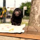 믿을 수 있는 YOMIDOG 제주점, 화북동 강아지 분양 후기!