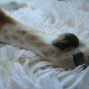 미용하는강아지 이미지