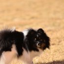 스타독스 이미지