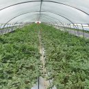 야훼농장 이미지