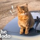 자동차 정비소에서 일하는 고양이.ytb 이미지