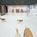 똥강아지 수제간식 | [전주 중화산동] 전주애견목욕은 &#39;우리집똥강아지&#39;