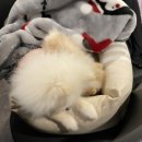 대곡(대창) 이미지