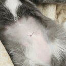 도그플러스 동물병원 | 김해 '도그플러스' 동물병원 추천(접종 및 중성화 후기)