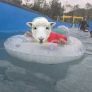 씨유수유로점 | ​[동탄] 아이와 가기 좋은 '패밀리풀' 방문 후기! (시설/먹거리/꿀팁)