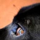 고등동물병원 이미지