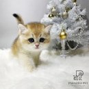 파란메디칼(주) | 보은고양이분양 파라다이스펫만의 전문적인 입양 절차