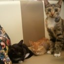 흑석24시동물병원 이미지