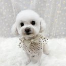 살랑살랑 펫미용 이미지