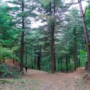 잣나무숲 이미지