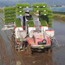 전주미나리 이미지