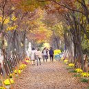 창원단풍거리축전 2018 이미지