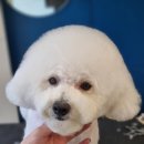 수정애견미용실 이미지