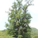 푸른솔리조트펜션 이미지