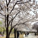 북서울꿈의숲 | 서울에서 세 번째로 큰 공원!? 꼭 가봐야 할 서울 벚꽃 명소 '북서울꿈의숲' 후기
