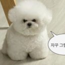 강아지미장원