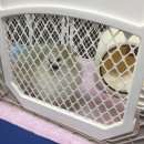 로베르토폼 이미지