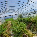 막걸리와빈대떡 이미지