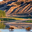 Hot Dog PC 이미지