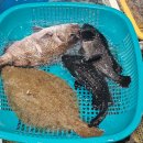 통영 중앙시장 [호야수산] 5만원에 4인 가족 회포장 후기