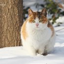 숲속의요정 이미지