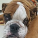 웰니스클리닉동물병원 이미지