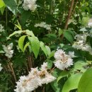 사랑이꽃피는작은도서관 이미지