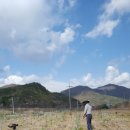 황칠나무집 이미지