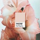 도그핑크 이미지