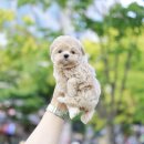 미니펫 강아지분양 고양이분양 부천점 이미지