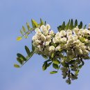 아카시아 이미지