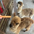 하얀대문집 | 제주 Day 4: 대문집 갈치조림, 카페 비에노즈, 도치돌알파카목장, 하이디라오 제주점