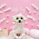 가람애견전문미용실 | 꼼꼼한 가위컷 미용 전문! 안양동애견미용 전문 &lt;쁘띠아몽 애견미용실&gt; 후기