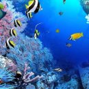 안의꽃사랑 이미지