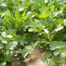 미득골 가든 이미지