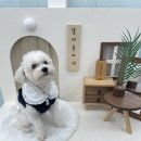 잘어울리개 이미지