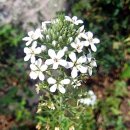 비비추공원 이미지