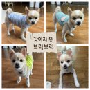 민트브릭 | [공지] [강아지 옷 추천 🐶] 내돈내산 브릭브릭 여름 옷 후기 &amp; 착용샷