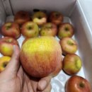 함양 부사 가정용 &amp;완숙토마토 &amp;체리&amp;흑토마토&amp;대추방울토마토!!!!! 이미지