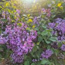 오미이주마을회관 | 터질 듯 설레 마치 popcorn