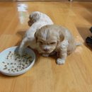 쫄랑쫄랑 이미지