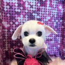 핫도그몽실 이미지