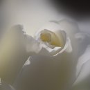 백장미