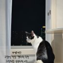 감성있는 새 캣타워와 신난 고양이 하루 (+그린웨일 슈슈타워 4단)