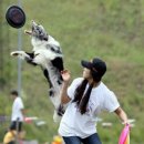 플라잉독 이미지