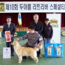 [골든리트리버]KOR.CH 로티플 X 레인 자견 급 분양 합니다. 이미지