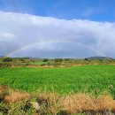 서성일로 이미지